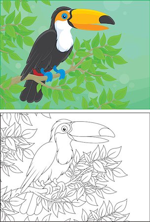 simsearch:400-07518178,k - Toucan perched on a branch in jungle, color and black and white outline vector illustrations Stockbilder - Microstock & Abonnement, Bildnummer: 400-07518184