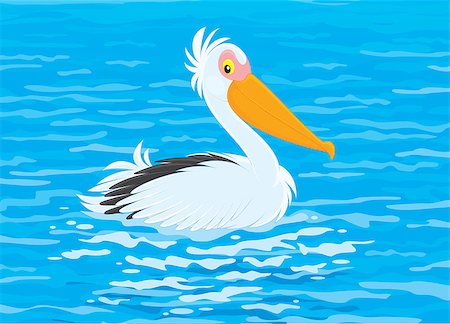 pelícano blanco - White pelican swimming in blue water Foto de stock - Super Valor sin royalties y Suscripción, Código: 400-07518267
