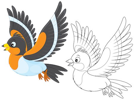 finch - Brambling, color and black-and-white outline illustrations on a white background Stock Photo - Budget Royalty-Free & Subscription, Code: 400-07518278