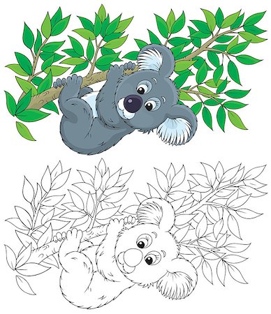 koala bear hanging on an eucalyptus branch, color and black-and-white outline illustrations on a white background Stock Photo - Budget Royalty-Free & Subscription, Code: 400-07518287