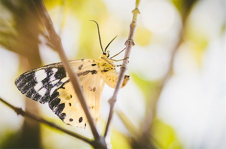 simsearch:400-07826173,k - Yellow moth or Dysphania militaris in the nature Stockbilder - Microstock & Abonnement, Bildnummer: 400-07518696