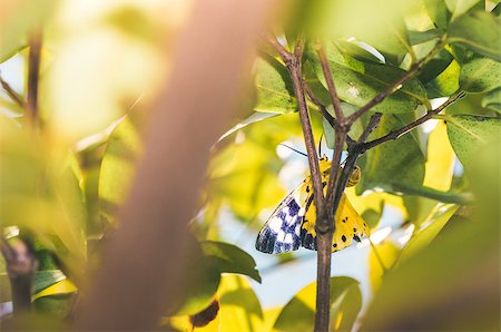 simsearch:400-07826173,k - Yellow moth or Dysphania militaris in the nature Stockbilder - Microstock & Abonnement, Bildnummer: 400-07518693