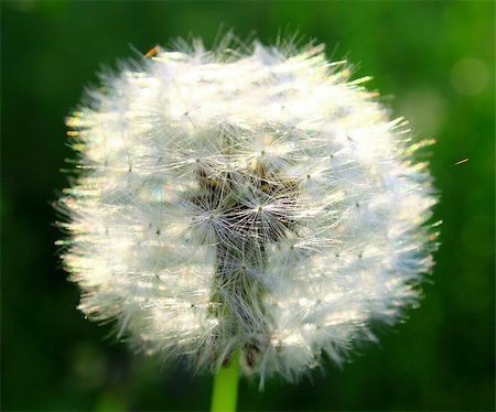 simsearch:700-01993307,k - Beautiful summer dandelion on a green background close up Stock Photo - Budget Royalty-Free & Subscription, Code: 400-07518745