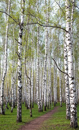 simsearch:400-08348471,k - Pathway in the evening birch forest with first spring greens Stockbilder - Microstock & Abonnement, Bildnummer: 400-07518751