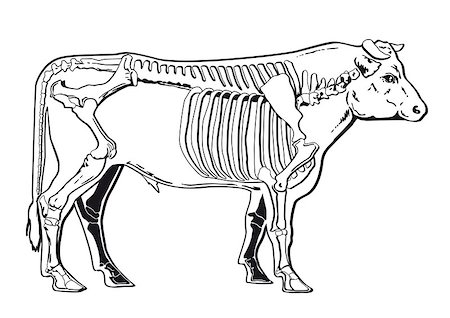 farming cows skeleton - Cattle skeleton Stock Photo - Budget Royalty-Free & Subscription, Code: 400-07518965