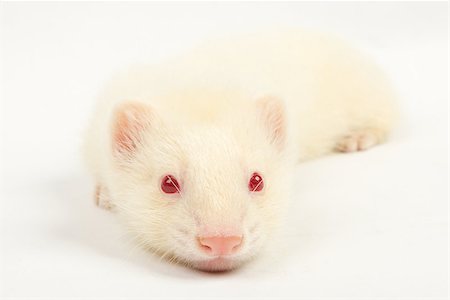 photovova (artist) - Albino ferret, lying on a white background Isolated on white background Stock Photo - Budget Royalty-Free & Subscription, Code: 400-07510009