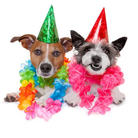 funny animals with birthday hat - birthday dogs Stock Photo - Budget Royalty-Free & Subscription, Code: 400-07510057