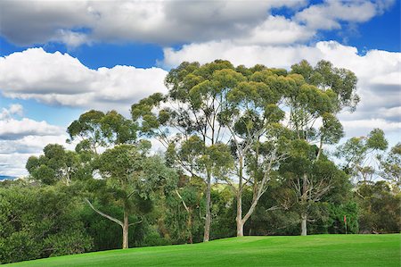 simsearch:400-03975619,k - beautiful golf course- landscape of a green field with trees and a bright blue sky Stock Photo - Budget Royalty-Free & Subscription, Code: 400-07510082