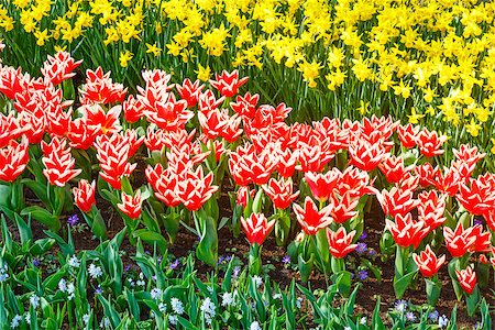 Beautiful red-white tulips and yellow narcissus (nature spring background). Stock Photo - Budget Royalty-Free & Subscription, Code: 400-07510167