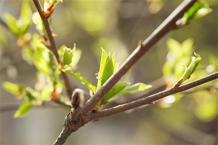 young leaves of cherry-bird tree in spring morning, close up Foto de stock - Super Valor sin royalties y Suscripción, Código: 400-07510271