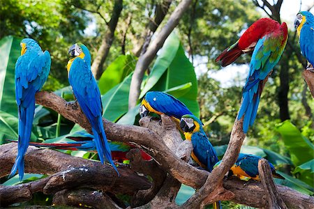 group of beautiful parrots in a tree Stock Photo - Budget Royalty-Free & Subscription, Code: 400-07510470