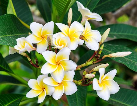 simsearch:700-00955111,k - Fresh frangipani flower in the spa garden. Foto de stock - Super Valor sin royalties y Suscripción, Código: 400-07510610