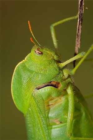 Portrait of a green bladder grasshopper (Bullacris intermedia), South Africa Stock Photo - Budget Royalty-Free & Subscription, Code: 400-07510707