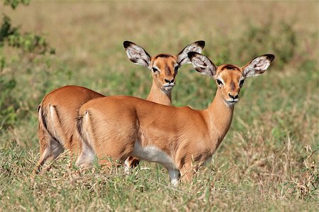 Two small impala antelope (Aepyceros melampus) lambs, Lake Nakuru National Park, Kenya Photographie de stock - Aubaine LD & Abonnement, Code: 400-07510709