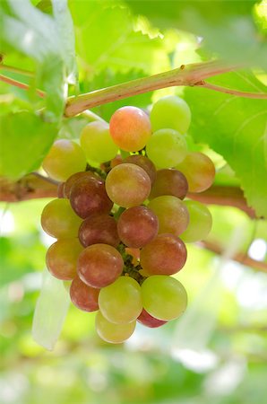 simsearch:625-00804551,k - grapes with green leaves on the vine. fresh fruits Stock Photo - Budget Royalty-Free & Subscription, Code: 400-07510860