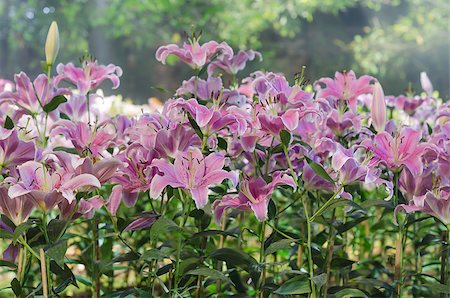 simsearch:400-07510882,k - Blossoming pink  lilies with green leaves  in the garden Stockbilder - Microstock & Abonnement, Bildnummer: 400-07510881