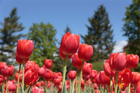 Ottawa Tulip festival Foto de stock - Royalty-Free Super Valor e Assinatura, Número: 400-07510891