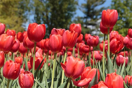 Ottawa Tulip festival Foto de stock - Royalty-Free Super Valor e Assinatura, Número: 400-07510892