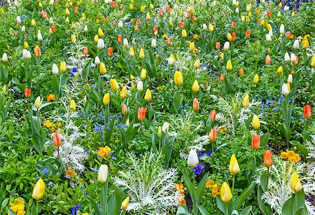 simsearch:400-06633565,k - Beautiful varicolored tulips  in the spring time. Nature many-coloured background. Fotografie stock - Microstock e Abbonamento, Codice: 400-07510905