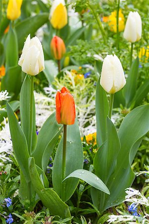 simsearch:400-06633565,k - Beautiful varicolored tulips  in the spring time. Nature many-coloured background. Fotografie stock - Microstock e Abbonamento, Codice: 400-07510908