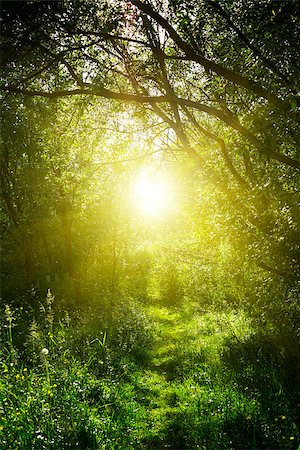 A narrow path in the fairy forest. Sunrise in summer forest. Fotografie stock - Microstock e Abbonamento, Codice: 400-07511347