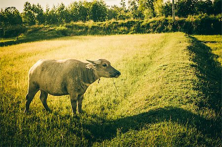 simsearch:400-07323527,k - Thai water buffalo in the rice field countryside Stock Photo - Budget Royalty-Free & Subscription, Code: 400-07511481