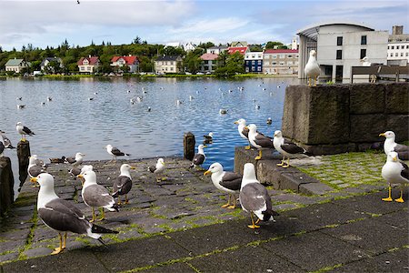 simsearch:400-07660154,k - seagulls near a pond in the center of Reykjavik Foto de stock - Super Valor sin royalties y Suscripción, Código: 400-07511560