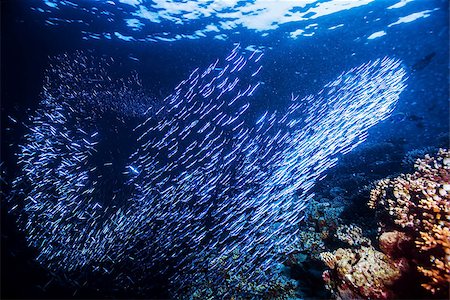 simsearch:400-07571464,k - Group of little fishes swimming under water, blue transparent sea, abstract natural background, beauty of marine life Stock Photo - Budget Royalty-Free & Subscription, Code: 400-07511602