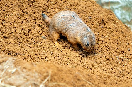 simsearch:400-05366555,k - A black-tailed prairie dog burrowing in the sand Photographie de stock - Aubaine LD & Abonnement, Code: 400-07511745