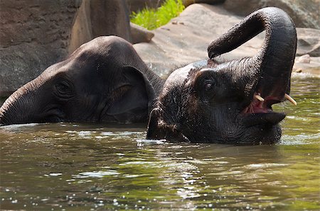 A shot of two elephants in the water Stock Photo - Budget Royalty-Free & Subscription, Code: 400-07511743