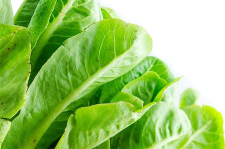 hydroponics green cos vegetable salad in the organic salad Stockbilder - Microstock & Abonnement, Bildnummer: 400-07511864
