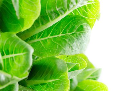 hydroponics green cos vegetable salad in the organic salad Stockbilder - Microstock & Abonnement, Bildnummer: 400-07511865