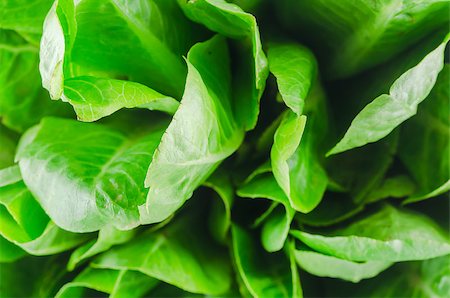 hydroponics green cos vegetable salad in the organic salad Stockbilder - Microstock & Abonnement, Bildnummer: 400-07511860