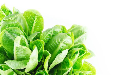 hydroponics green cos vegetable salad in the organic salad Stockbilder - Microstock & Abonnement, Bildnummer: 400-07511862