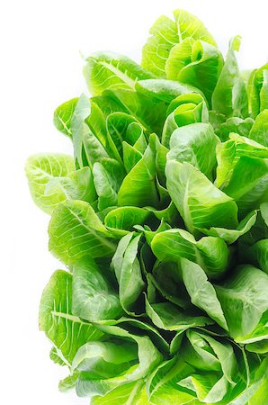 hydroponics green cos vegetable salad in the organic salad Stockbilder - Microstock & Abonnement, Bildnummer: 400-07511863