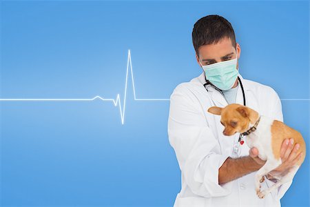 ecg electrodes - Vet holding chihuahua against medical background with blue ecg line Stock Photo - Budget Royalty-Free & Subscription, Code: 400-07512343