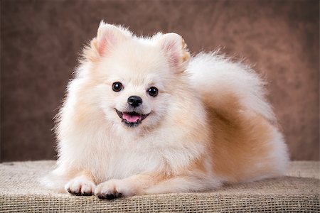 simsearch:400-08404998,k - Portrait Pomeranian dog on a abstract background Stock Photo - Budget Royalty-Free & Subscription, Code: 400-07513005