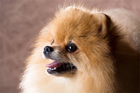 simsearch:400-05672007,k - Portrait Pomeranian dog on a abstract background Stockbilder - Microstock & Abonnement, Bildnummer: 400-07513007