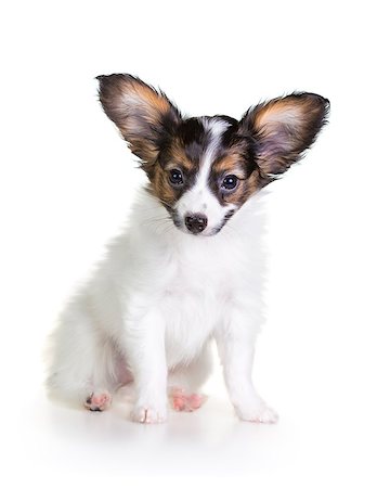 simsearch:400-07513010,k - Cute Papillon puppy sitting on a white background Stock Photo - Budget Royalty-Free & Subscription, Code: 400-07513008