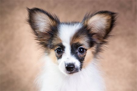 simsearch:400-07513010,k - Portrait of a cute little puppy Papillon on a light brown background Stock Photo - Budget Royalty-Free & Subscription, Code: 400-07513009