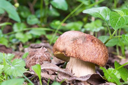 simsearch:649-07437090,k - Porcini Mushroom in natural enviroment Photographie de stock - Aubaine LD & Abonnement, Code: 400-07513002