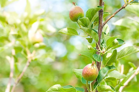 simsearch:632-03754188,k - Peach Tree, ripening fruits on a tree Stock Photo - Budget Royalty-Free & Subscription, Code: 400-07513158