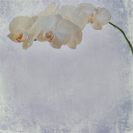 simsearch:400-05923102,k - textured old paper background with white and magenta phalaenopsis orchid Stockbilder - Microstock & Abonnement, Bildnummer: 400-07513169