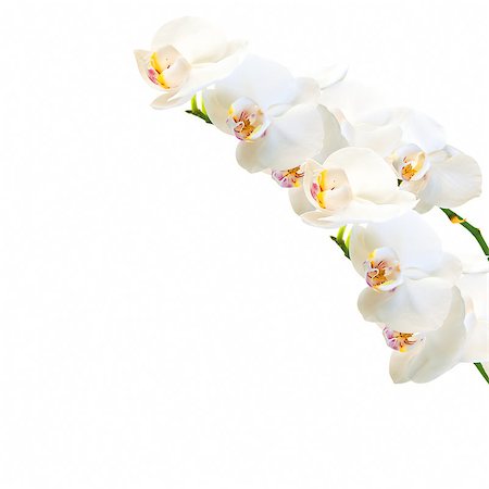 simsearch:400-04864980,k - white and magenta phalaenopsis orchid isolated on white Photographie de stock - Aubaine LD & Abonnement, Code: 400-07513170