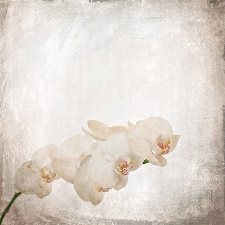 simsearch:400-05923102,k - textured old paper background with white and magenta phalaenopsis orchid Stockbilder - Microstock & Abonnement, Bildnummer: 400-07513171