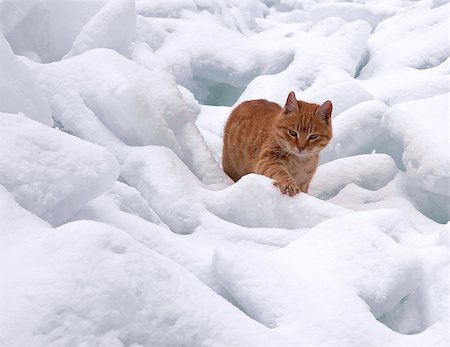 simsearch:400-06919673,k - The red cat goes on snowdrifts Stock Photo - Budget Royalty-Free & Subscription, Code: 400-07513183
