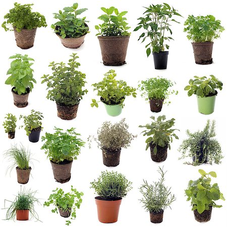 aromatic herbs in front of white background Stockbilder - Microstock & Abonnement, Bildnummer: 400-07513209