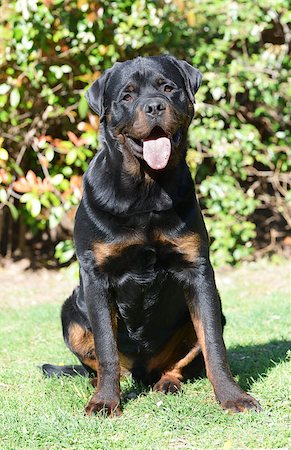 rottweiler - young rottweiler, seven months old in a garden Foto de stock - Super Valor sin royalties y Suscripción, Código: 400-07513232