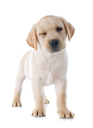 simsearch:400-04361715,k - wink of puppy labrador retriever in a studio Fotografie stock - Microstock e Abbonamento, Codice: 400-07513244