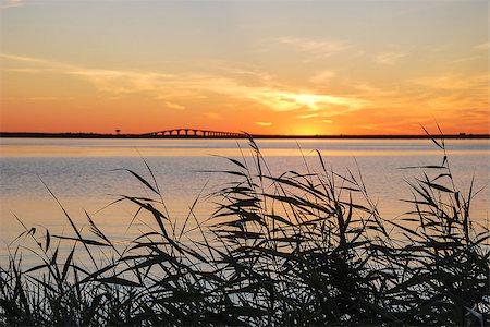 Reeds at sunset by the coast of Baltic Sea on the island Oland in Sweden Foto de stock - Super Valor sin royalties y Suscripción, Código: 400-07513337